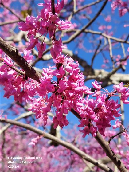 Cercis canadensis (redbud) (4).JPG